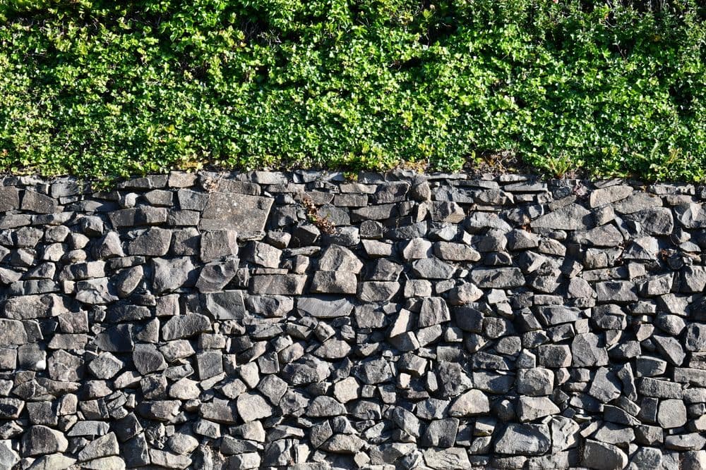 Stone wall with lush green ivy growing above, showcasing nature's contrast with sturdy rock.